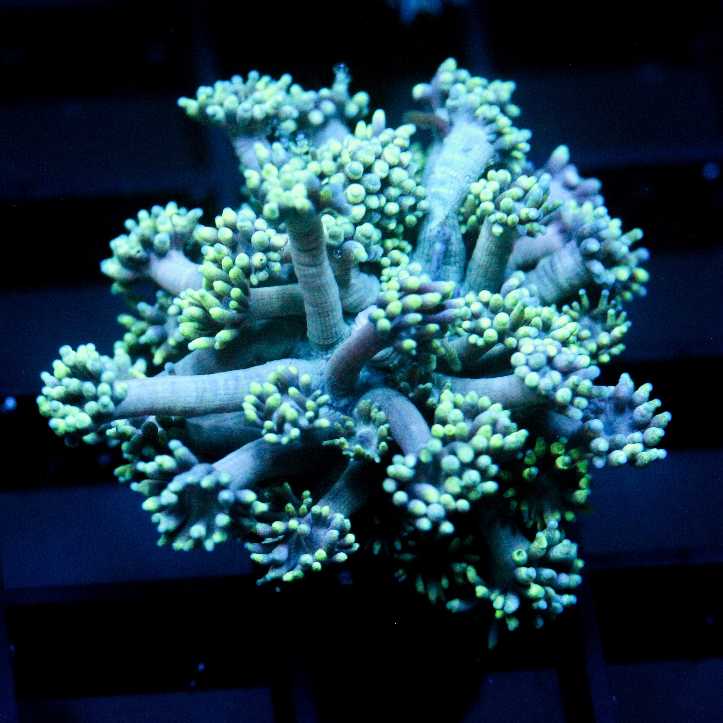 JC Blue Forest Goni