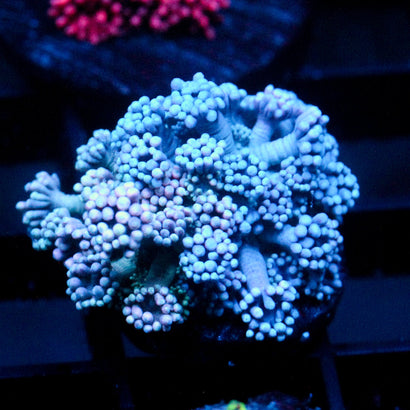 JC Blue Berries Goni
