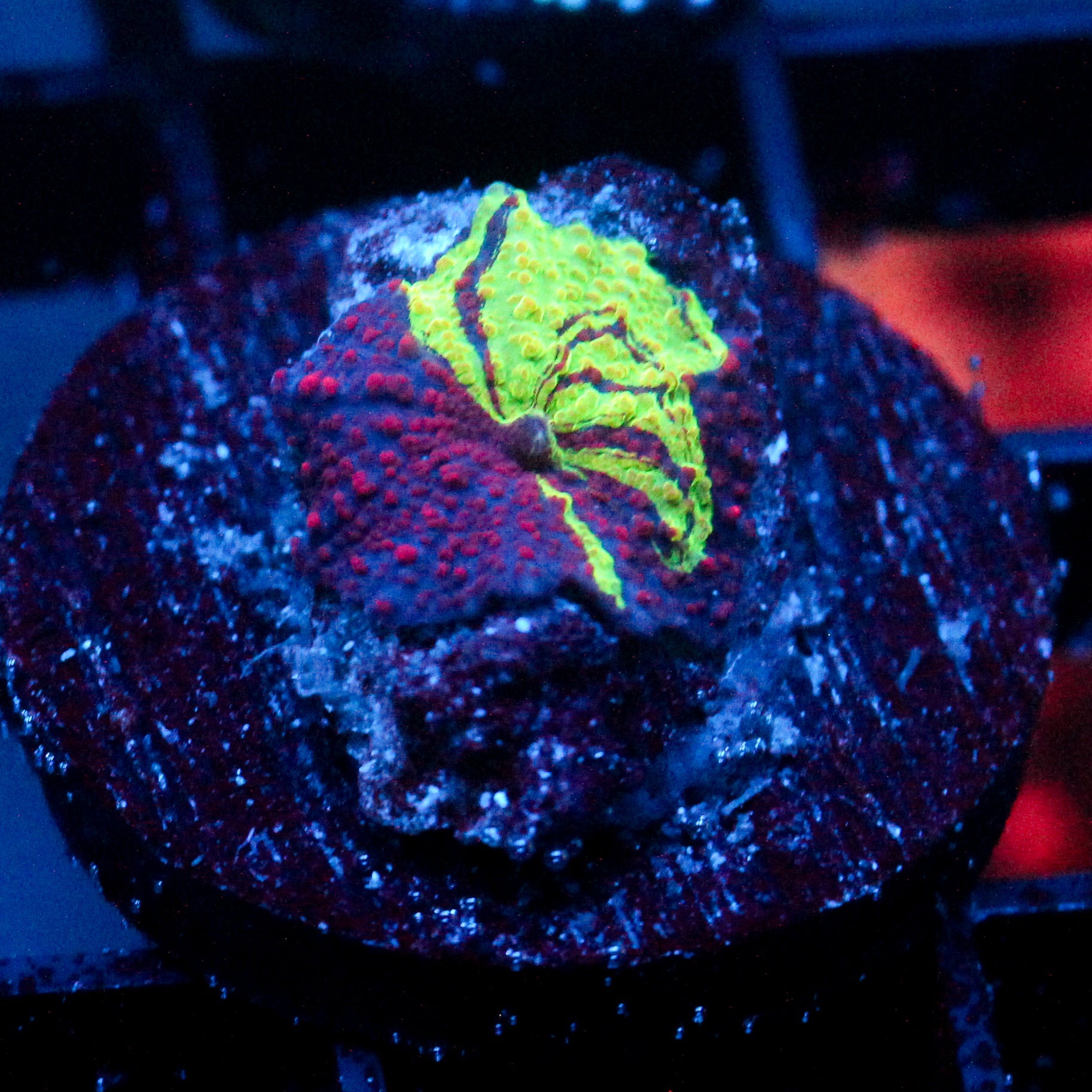 JC Ultra Eclectus Mushroom