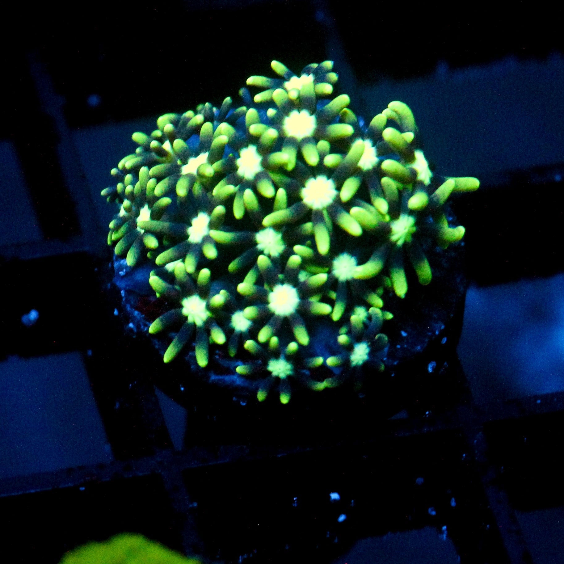 JC GSP