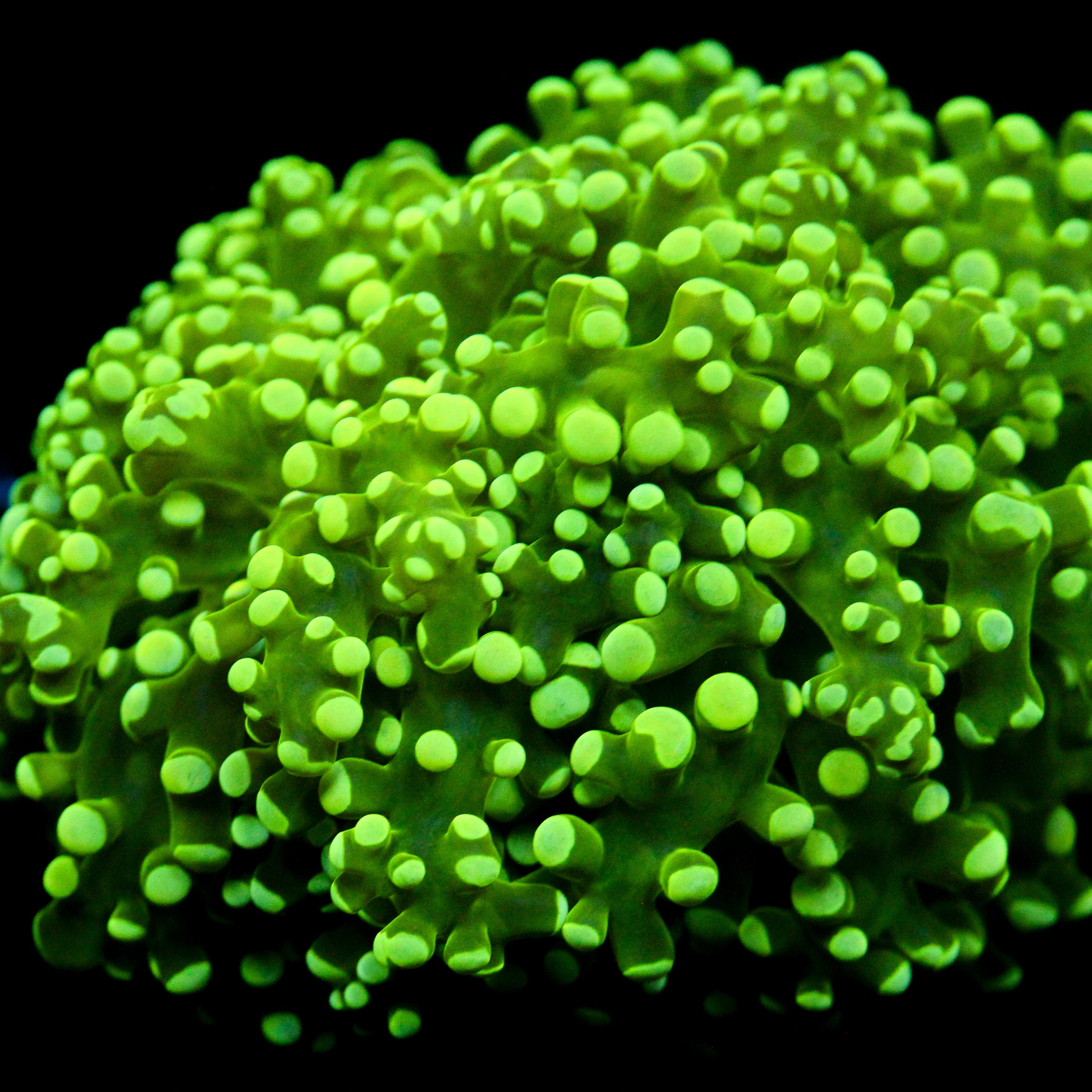 JC The Slime King Octo