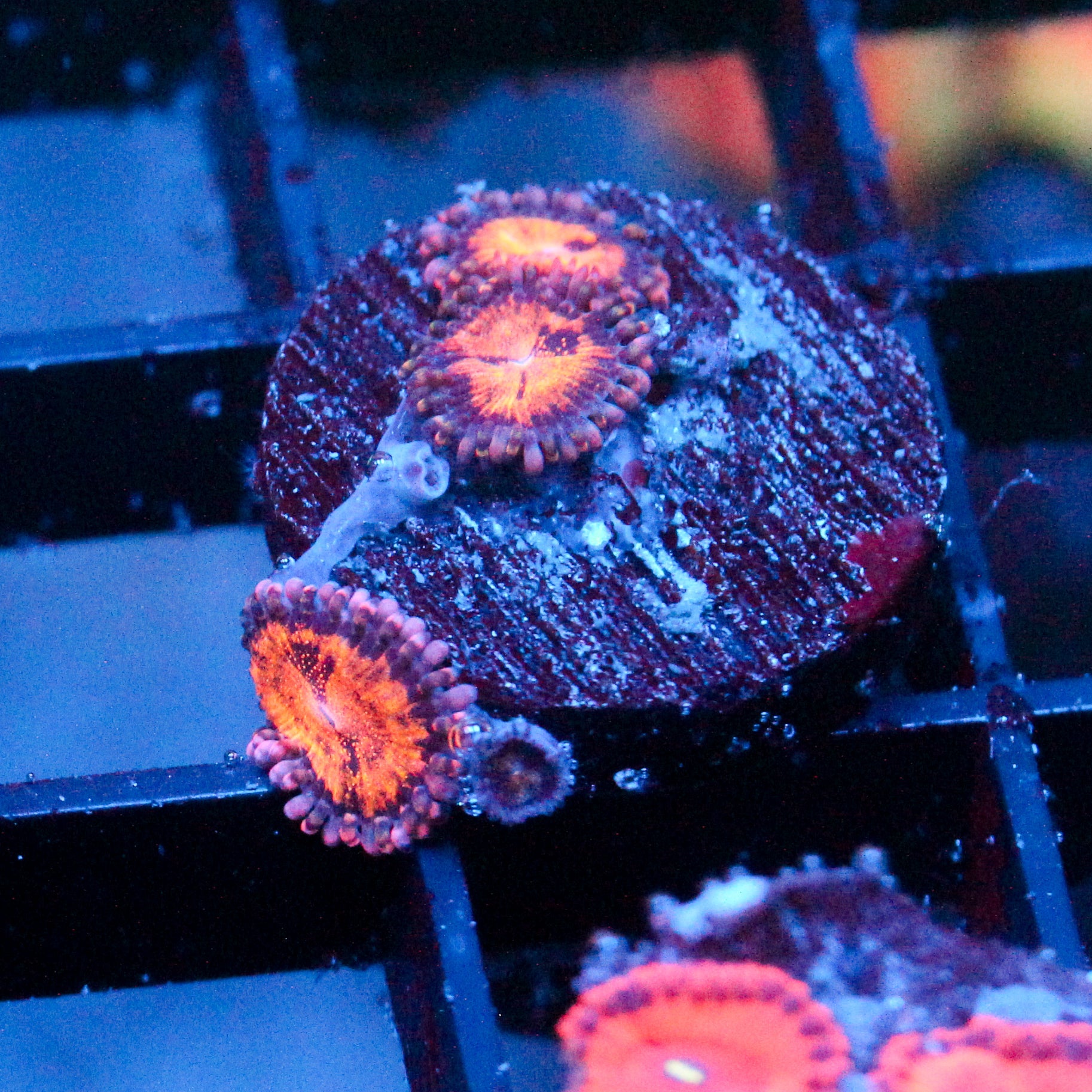JC Speckled Kraze Zoanthid