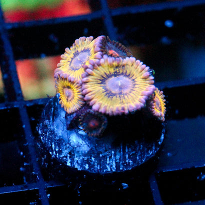 JC Ultra Pink Seam Zoanthid