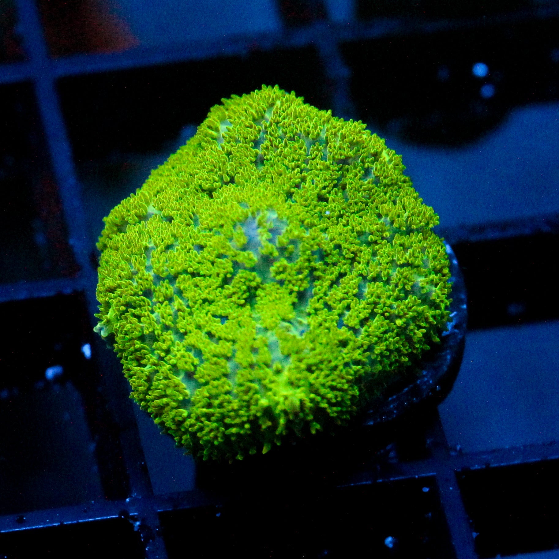 JC Neon Green Rhodactis