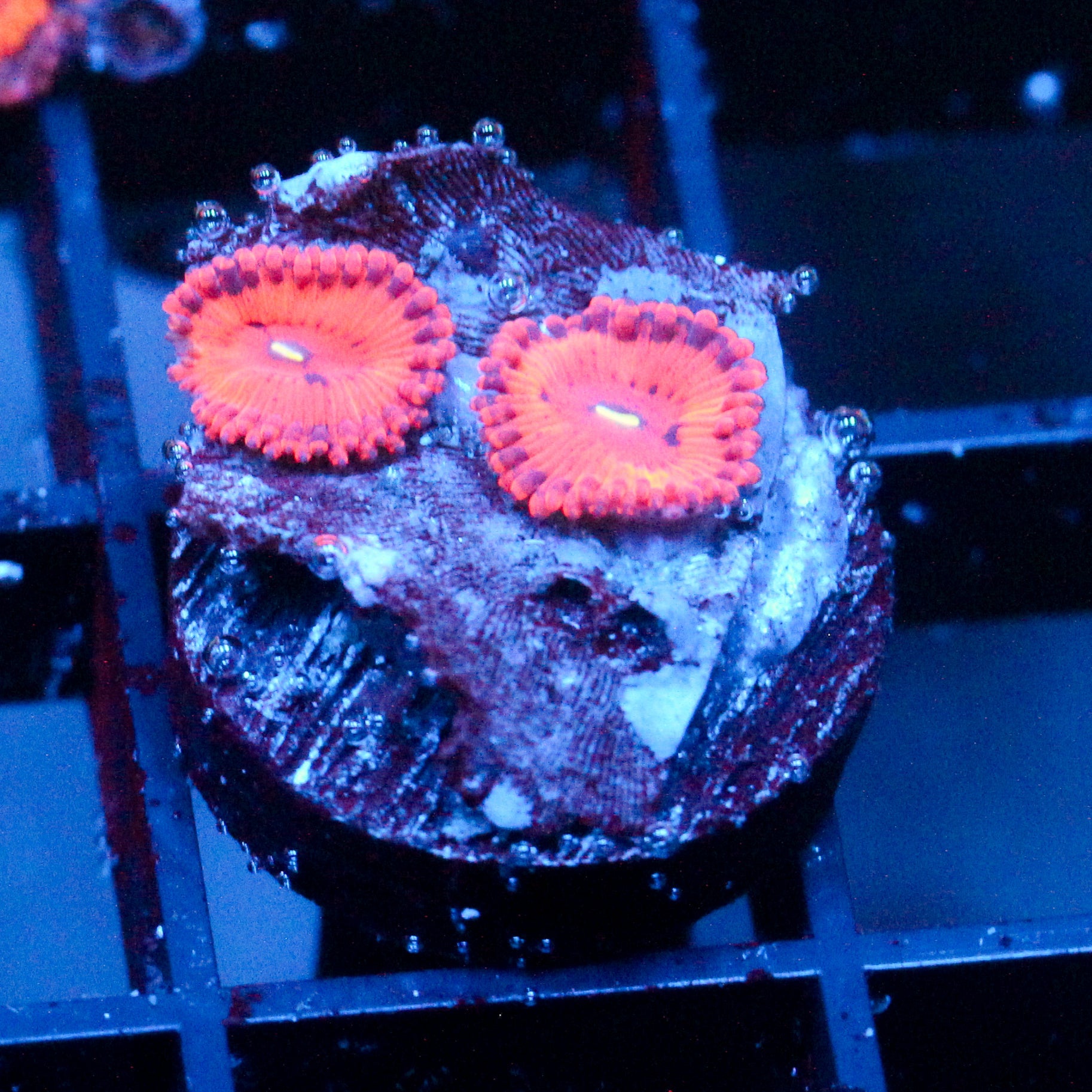 JC Xerxes Zoanthid