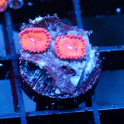 JC Xerxes Zoanthid