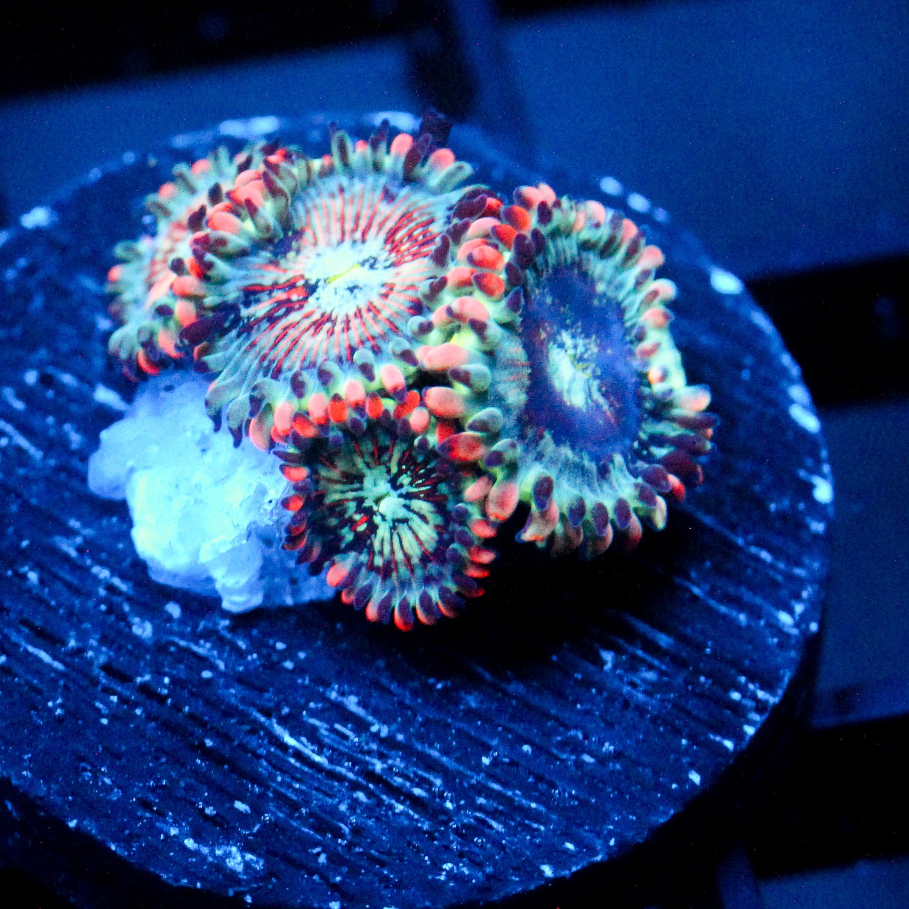 JC White Zombie Zoanthid