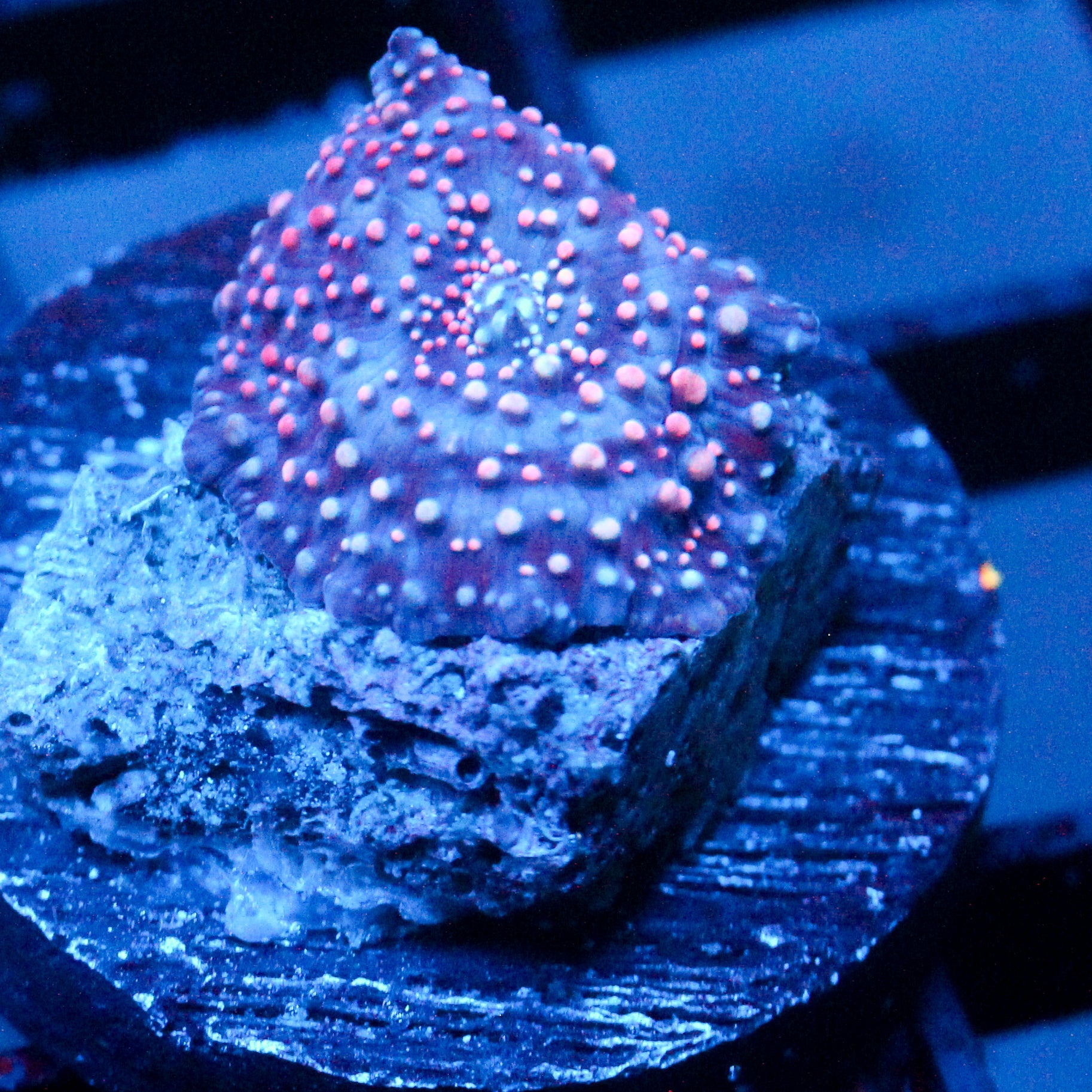 JC Pink Pimple Discosoma