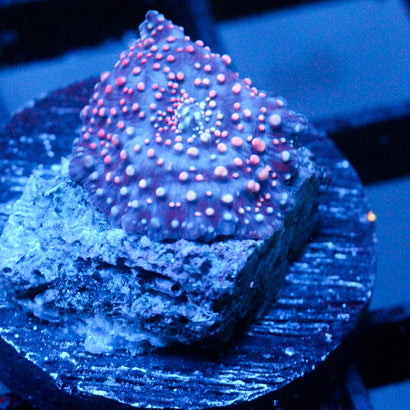 JC Pink Pimple Discosoma