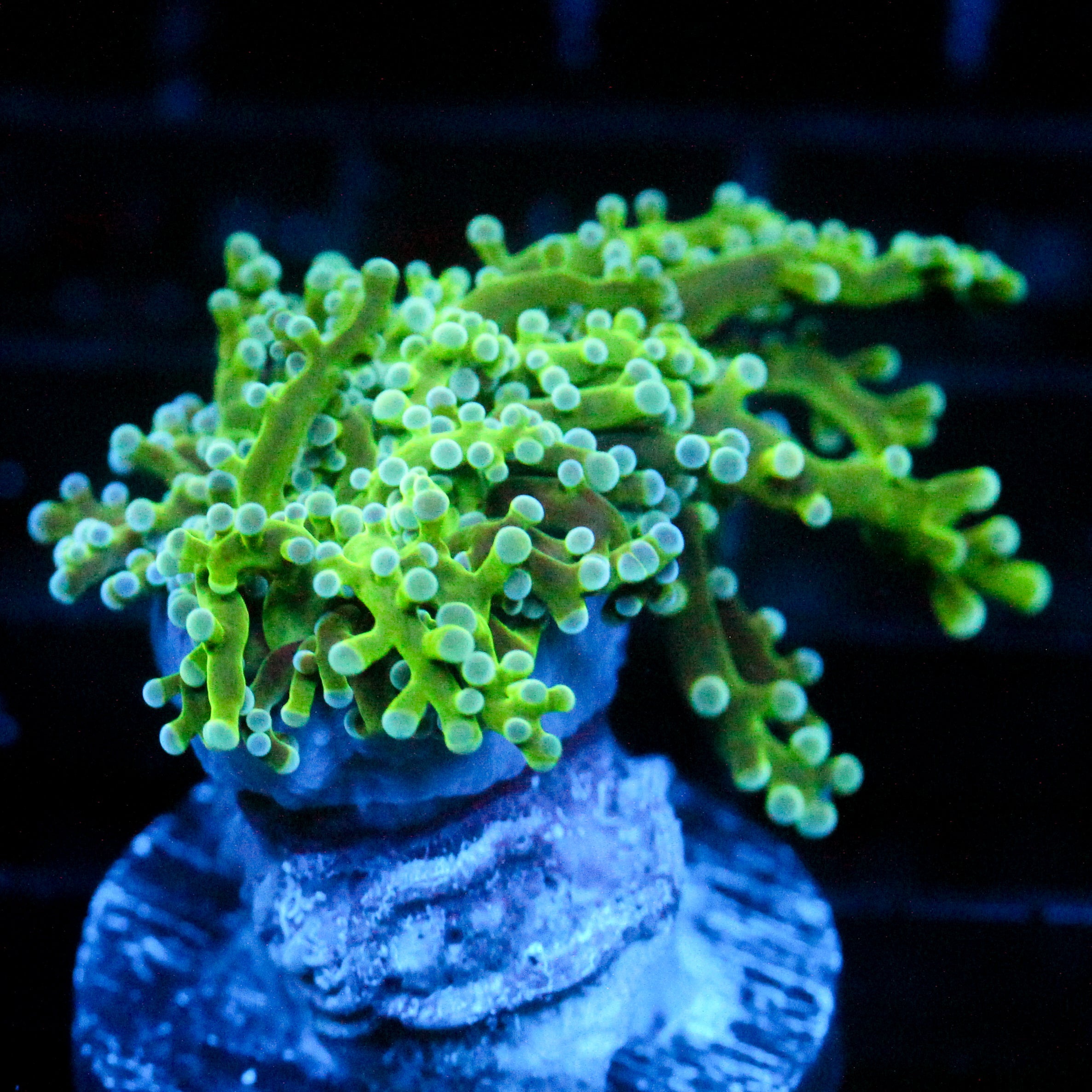 JC The Slime Octo