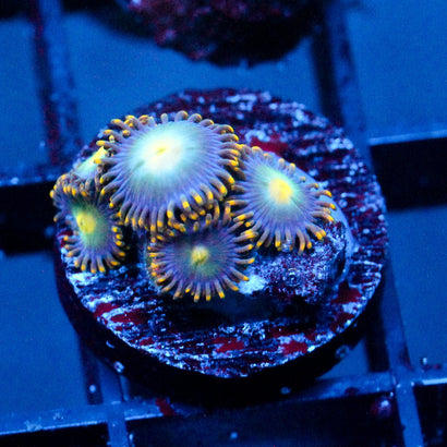 JC Yellow Nebula Zoanthid