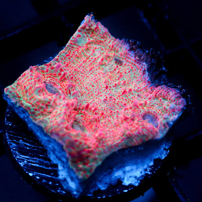 JC Cotton Candy Conniption Chalice