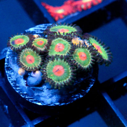 JC Alien Blood Zoanthid