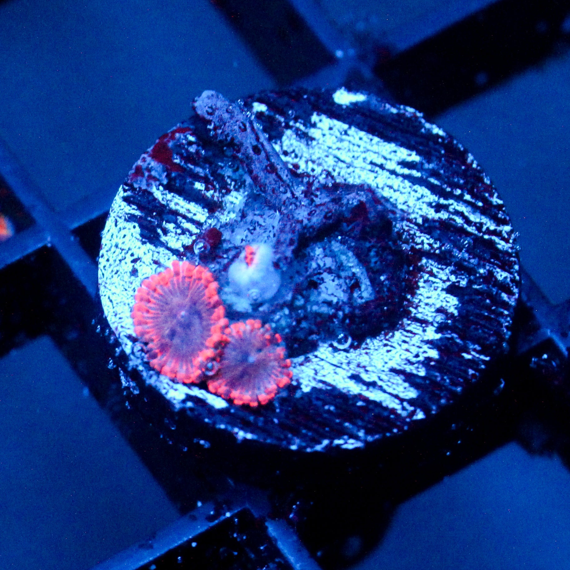JC Utter Typhloshion Zoanthid