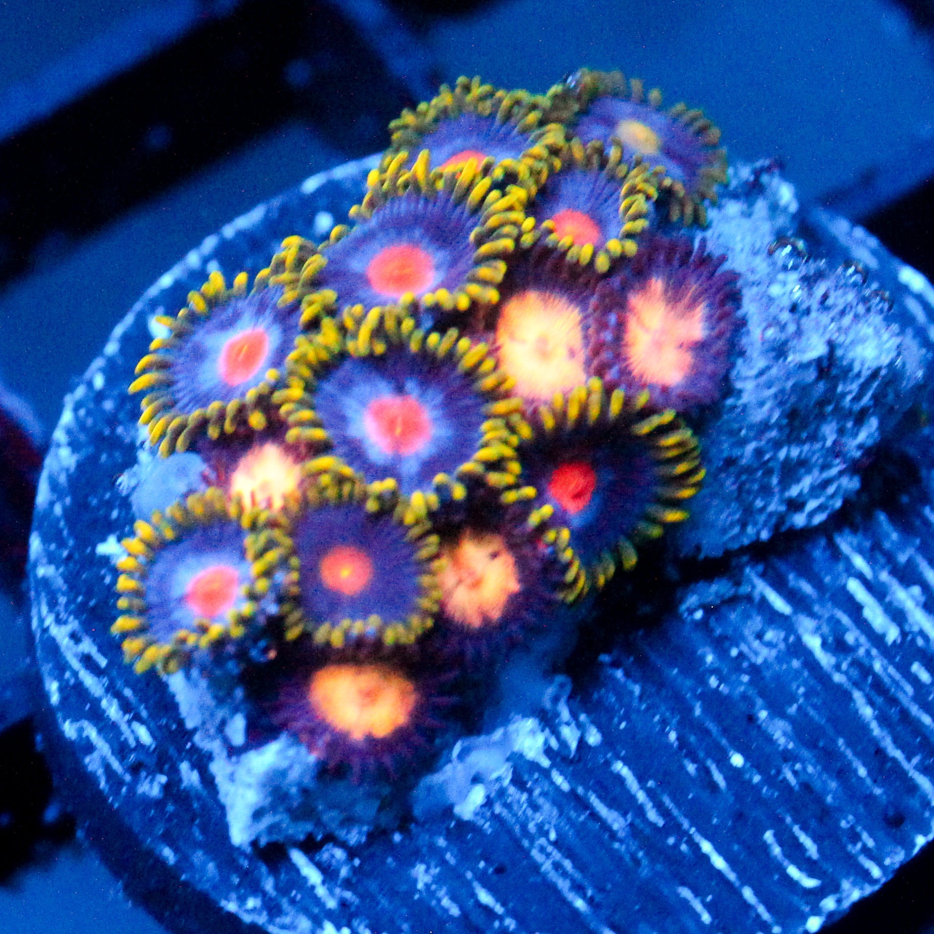 JC Crazy Zoa Garden Seed