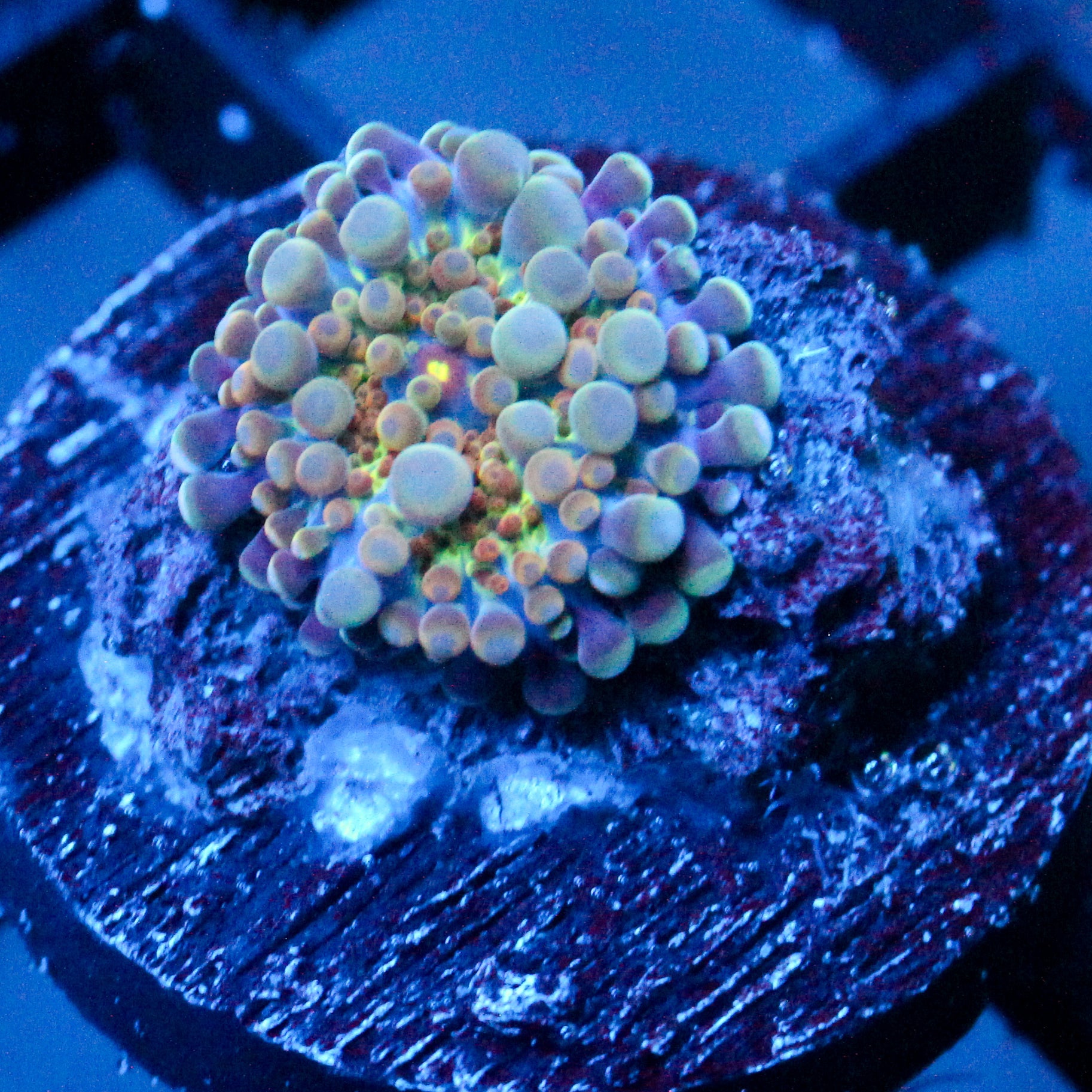 JC Blue Bubbles Yuma