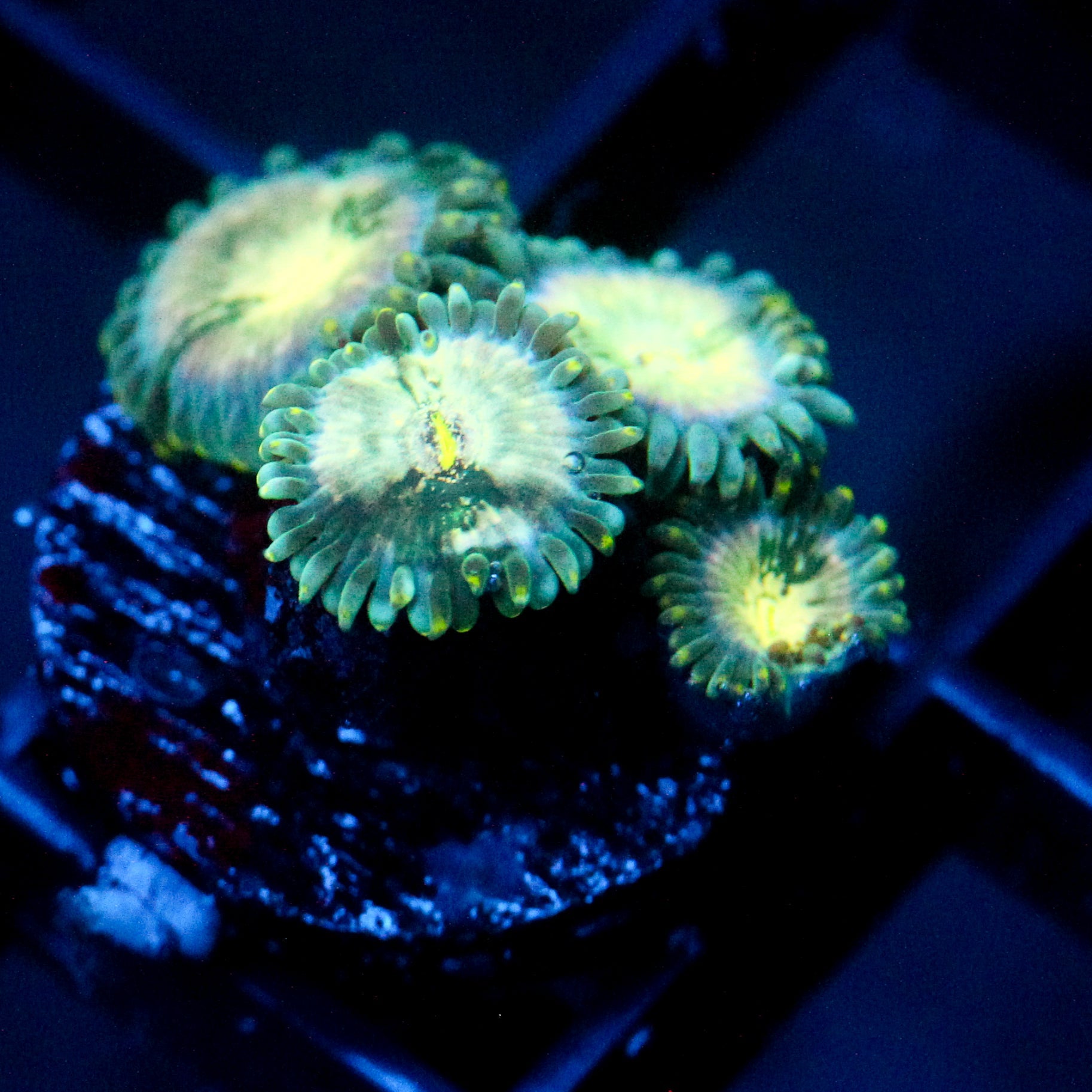 JC Hawaiian Ding Dang Zoanthid