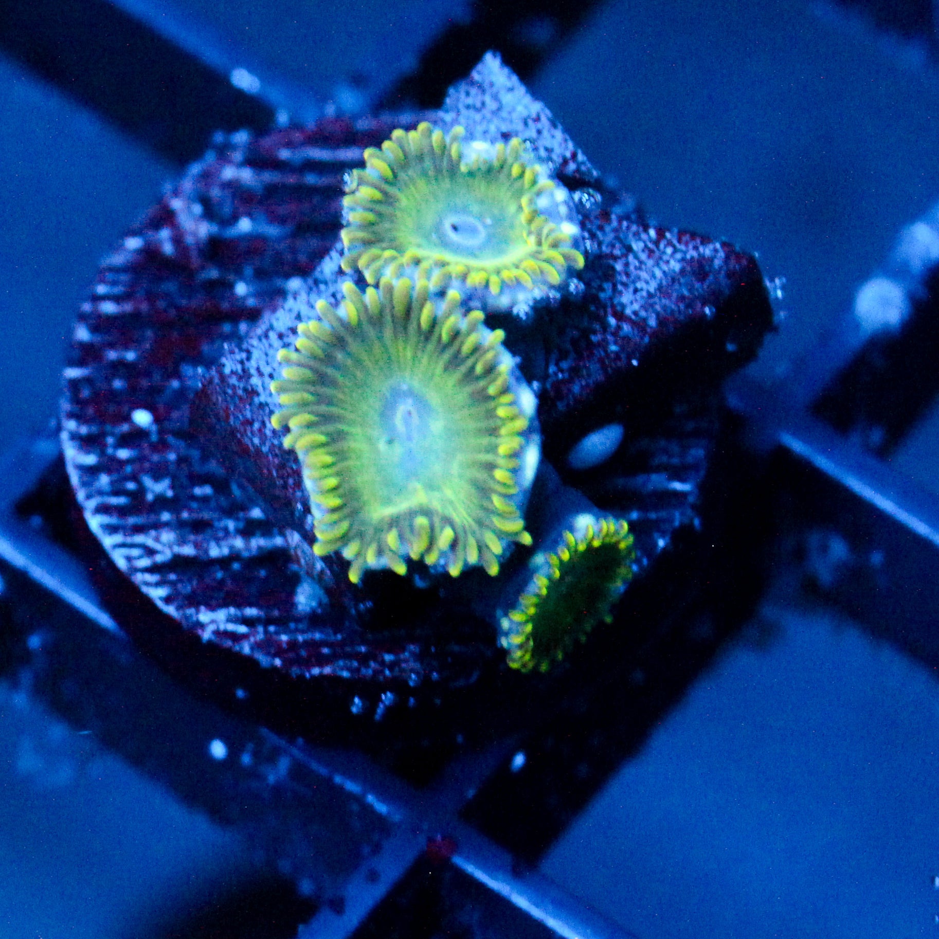 JC Lady Liberty Zoanthid