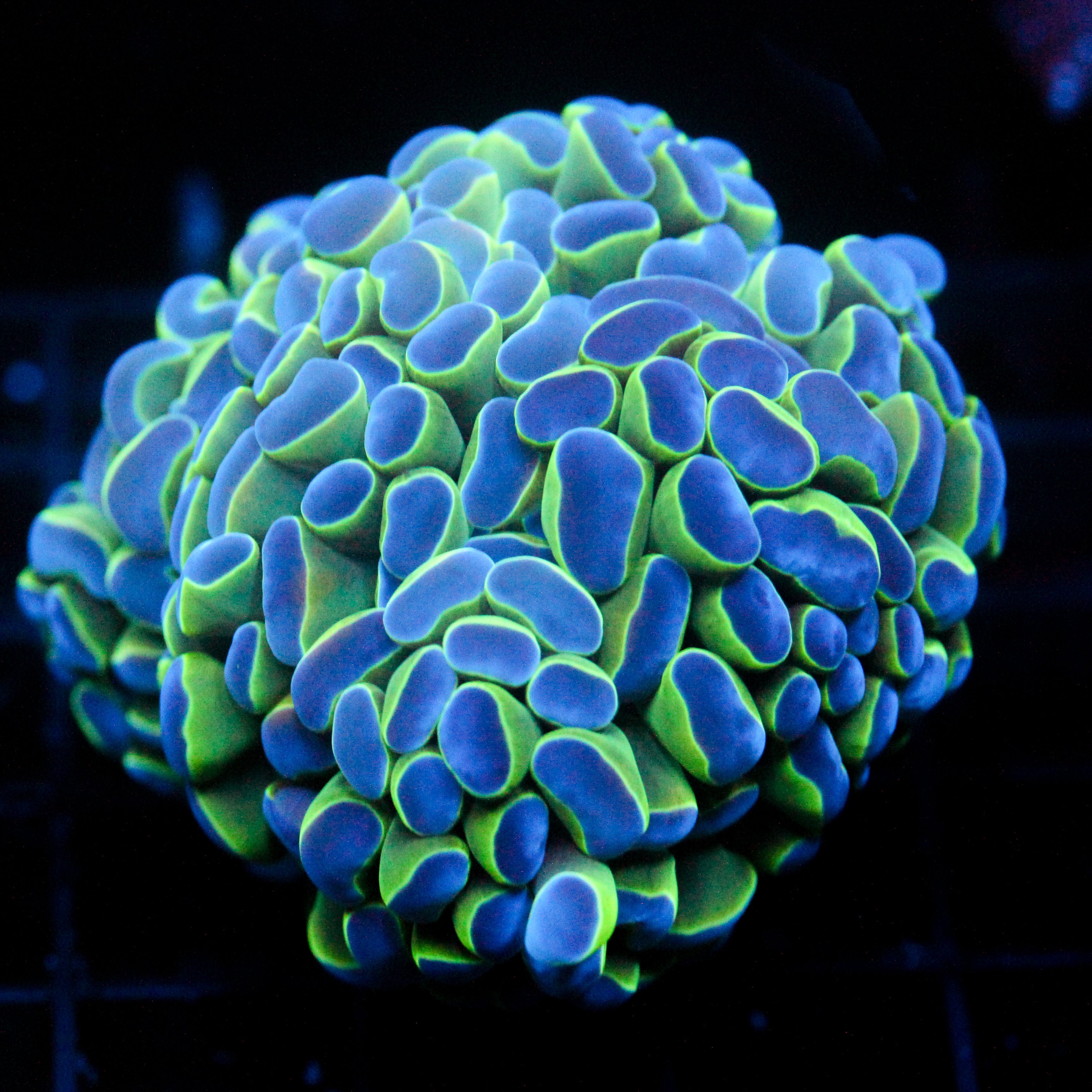 JC Multihead Hologram Hammer