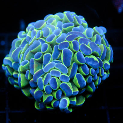 JC Multihead Hologram Hammer