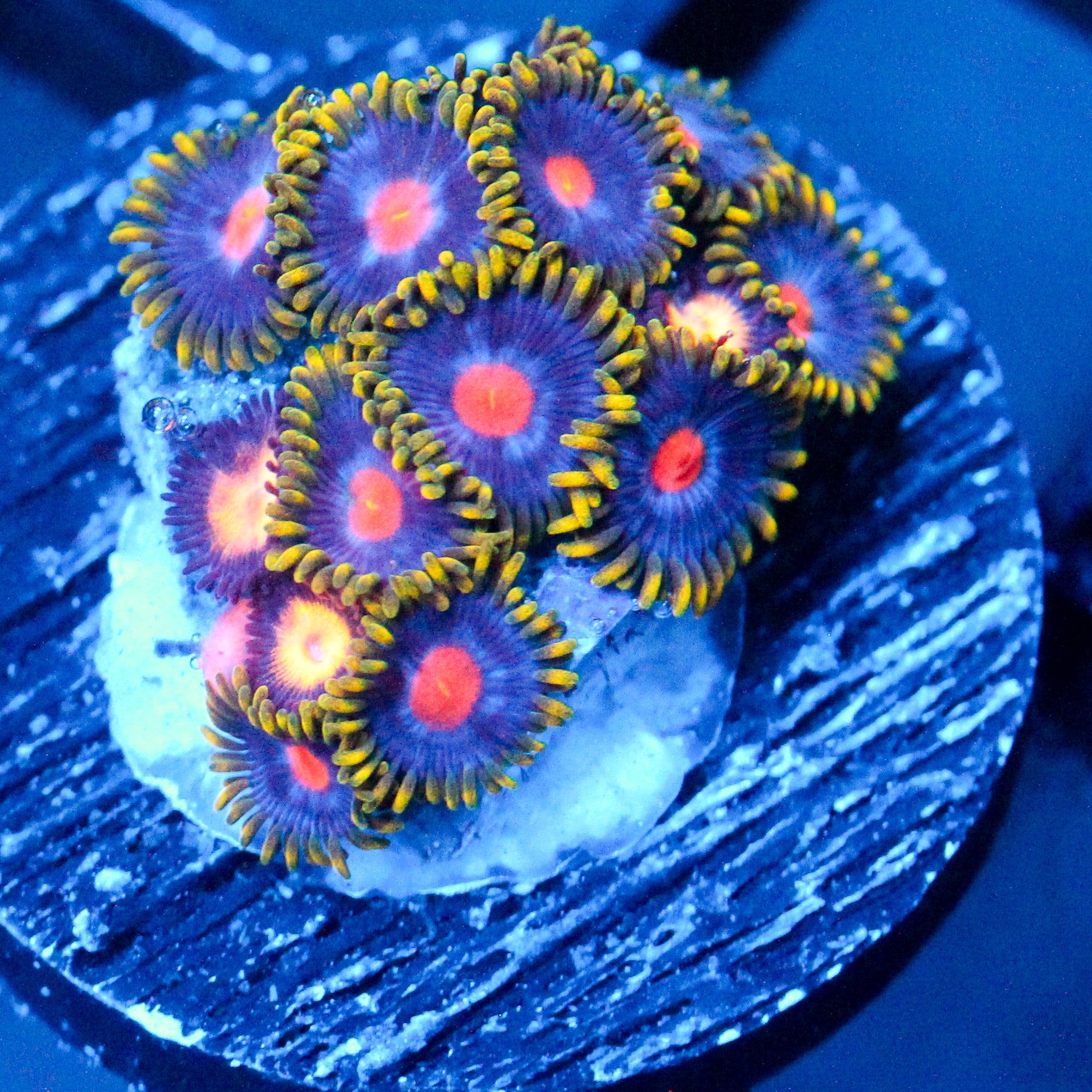 JC Gold Burn Zoanthid