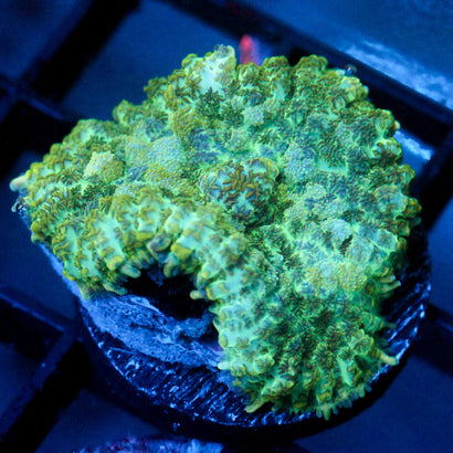 JC Camo Cushion Rhodactis Mushroom