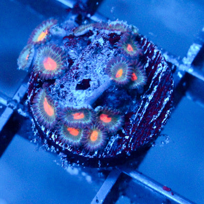 JC Blue Raven Zoanthid