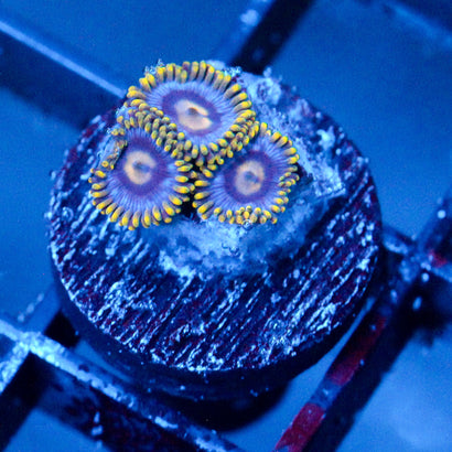 JC Supreme Gold Burst Zoanthid