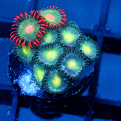 JC Zoa Garden Seed