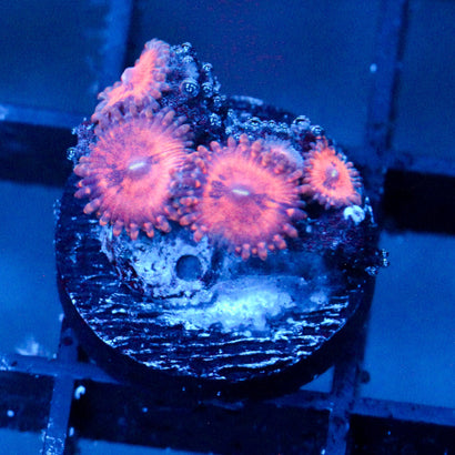 JC Amber Bliss Zoanthid