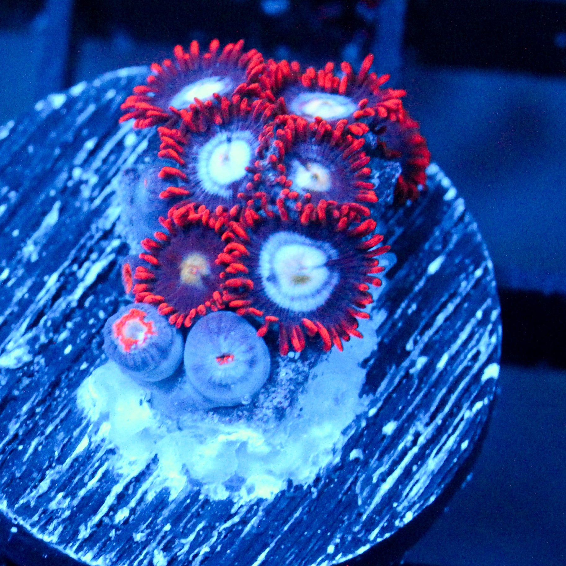 JC Edge of Reality Zoanthid