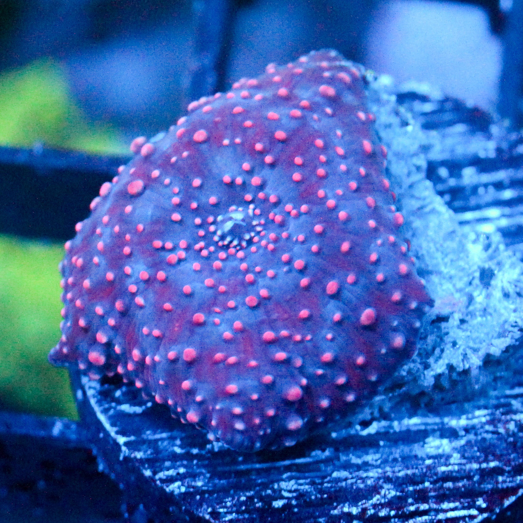 JC Red Pimple Discosoma