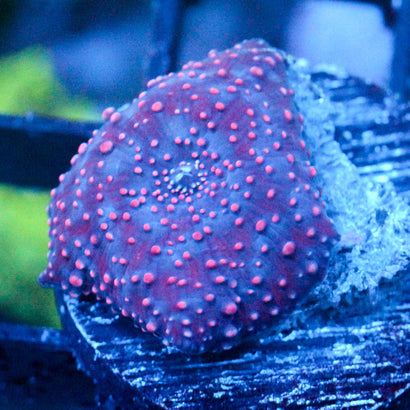 JC Red Pimple Discosoma