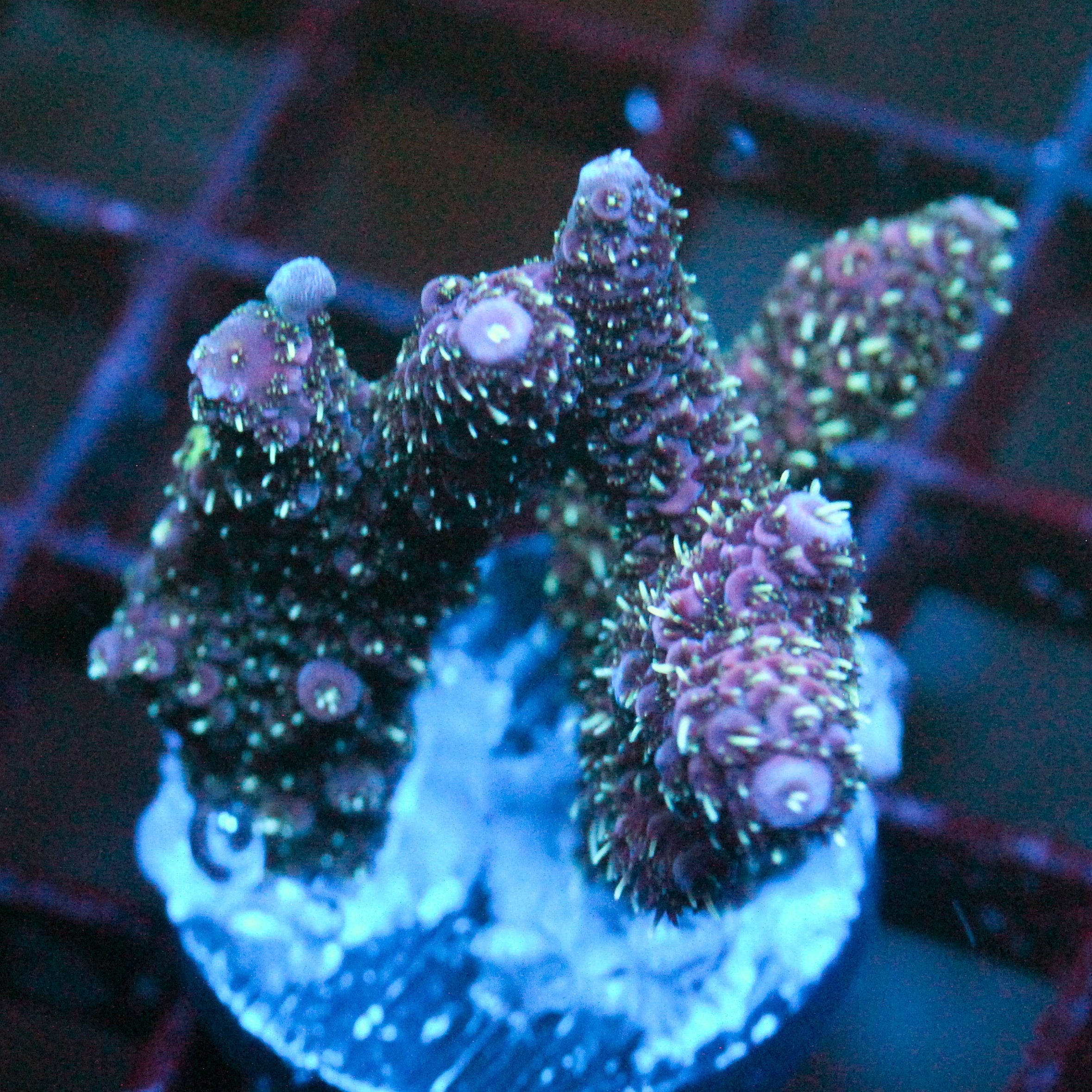 JC Starlight