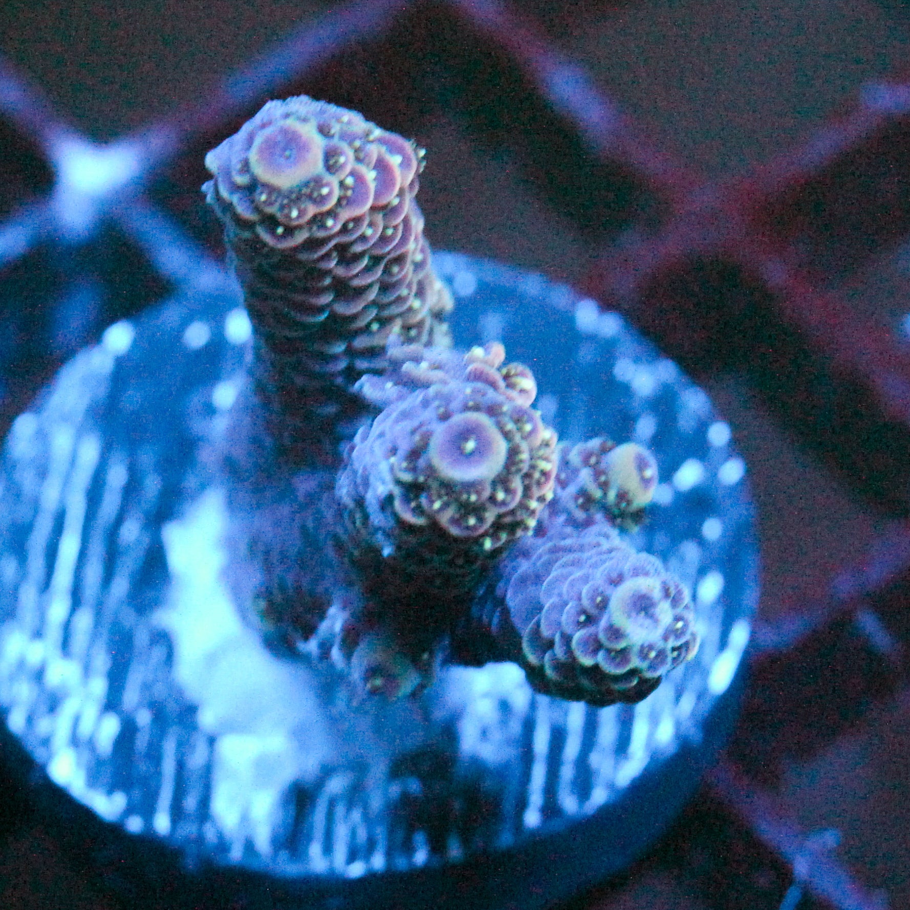 JC Purple Freak