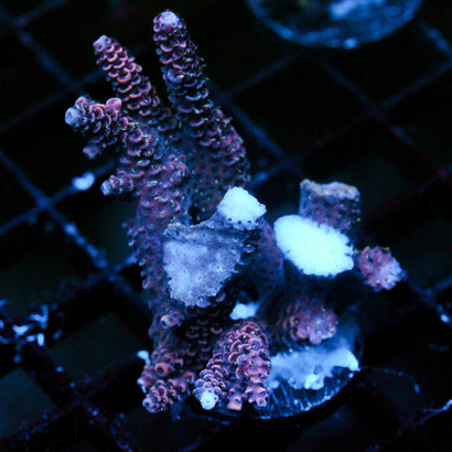 JC Purple Majesty