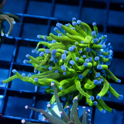 JC Todd's Torch