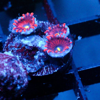 JC Purple People Eater Zoanthid