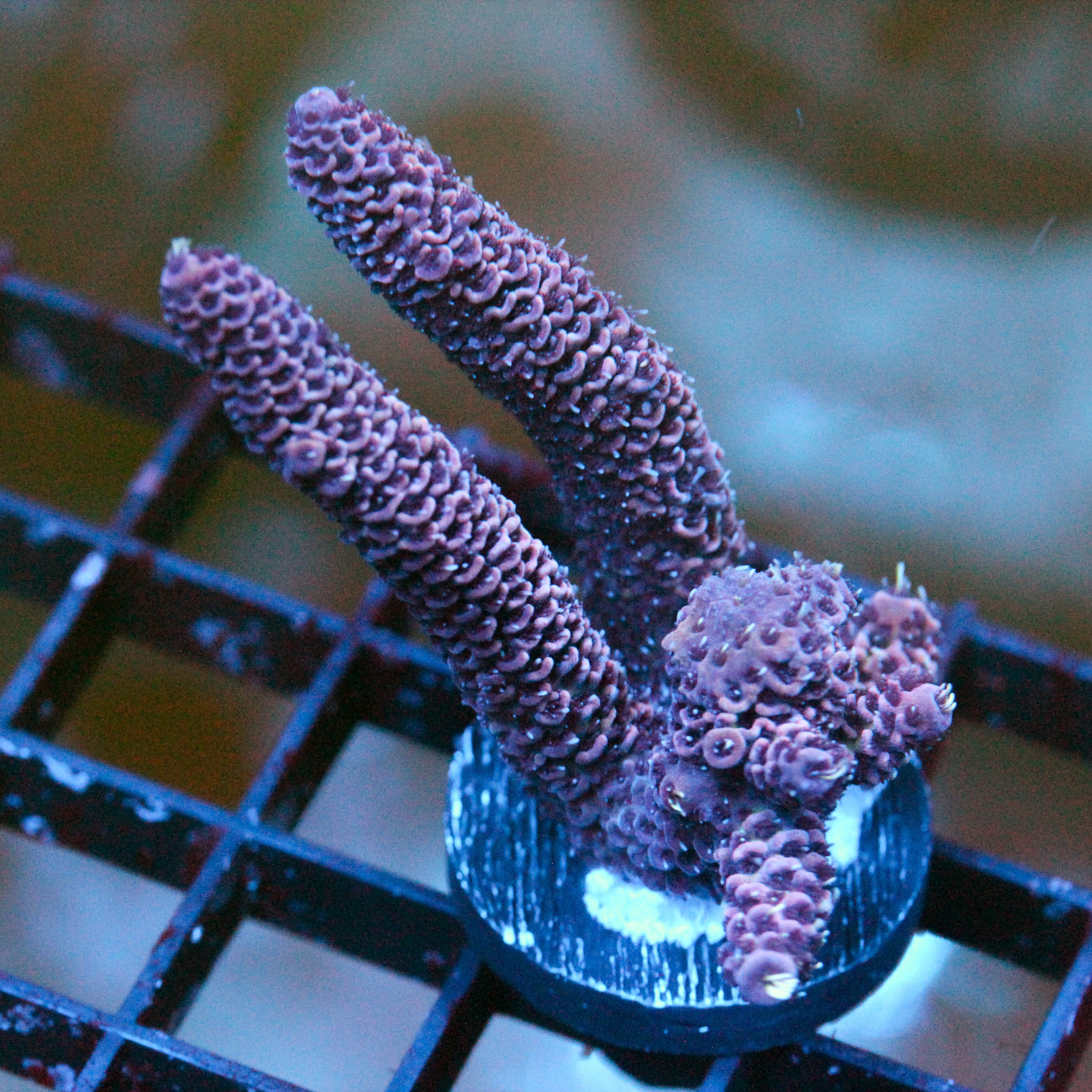 JC Ruby Red