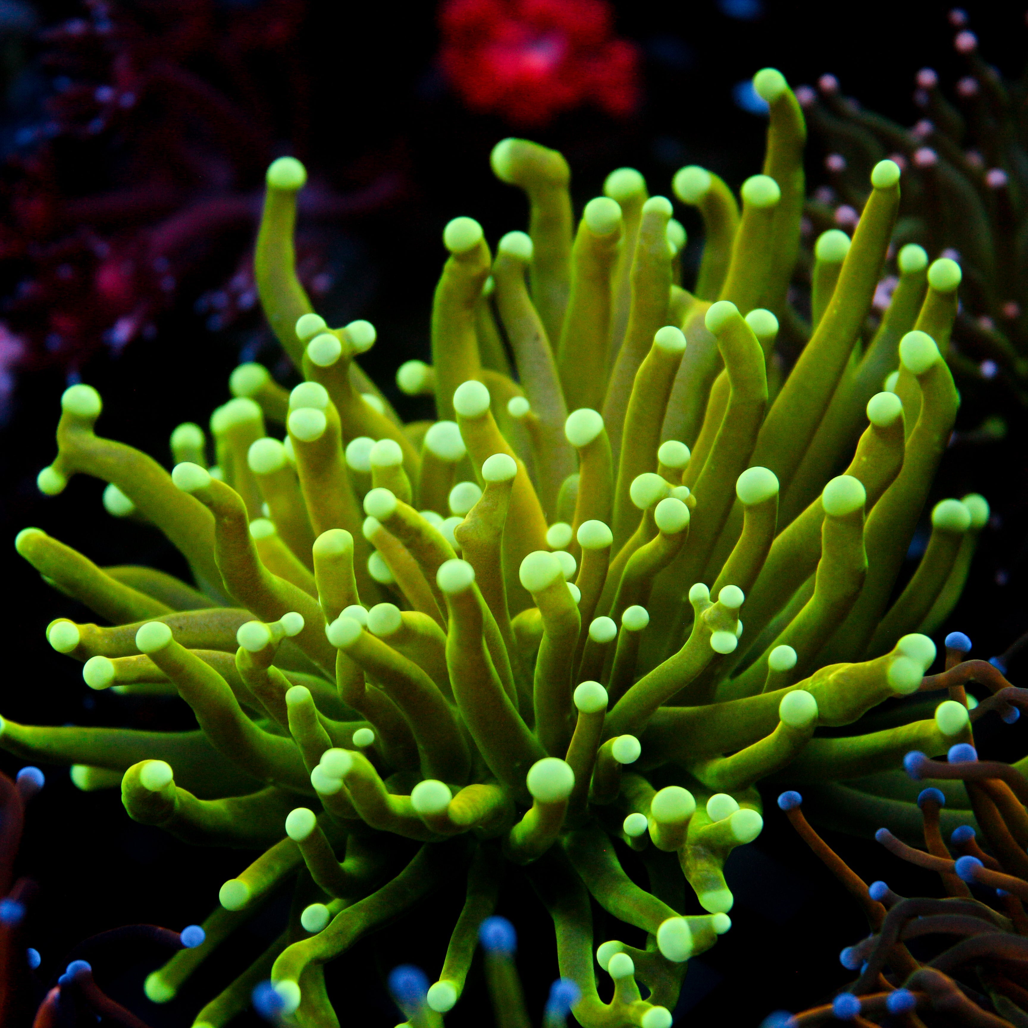 JC Alien Biology