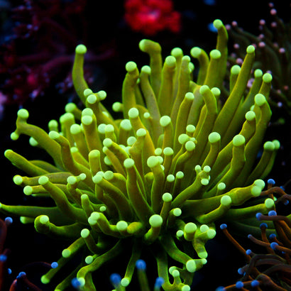 JC Alien Biology