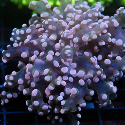 JC Pink Tip Octo