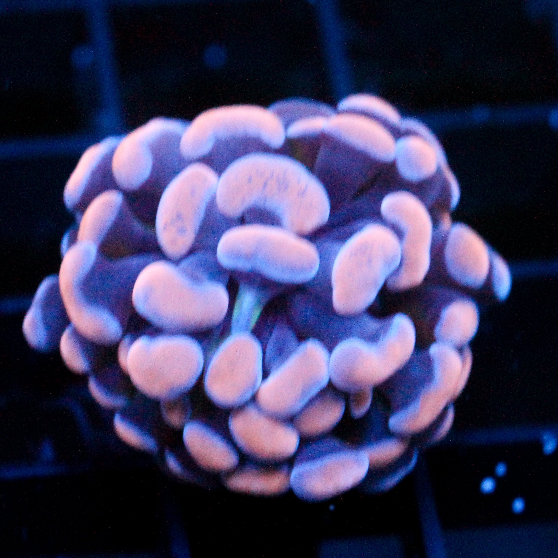 JC Orange Splatter Hammer
