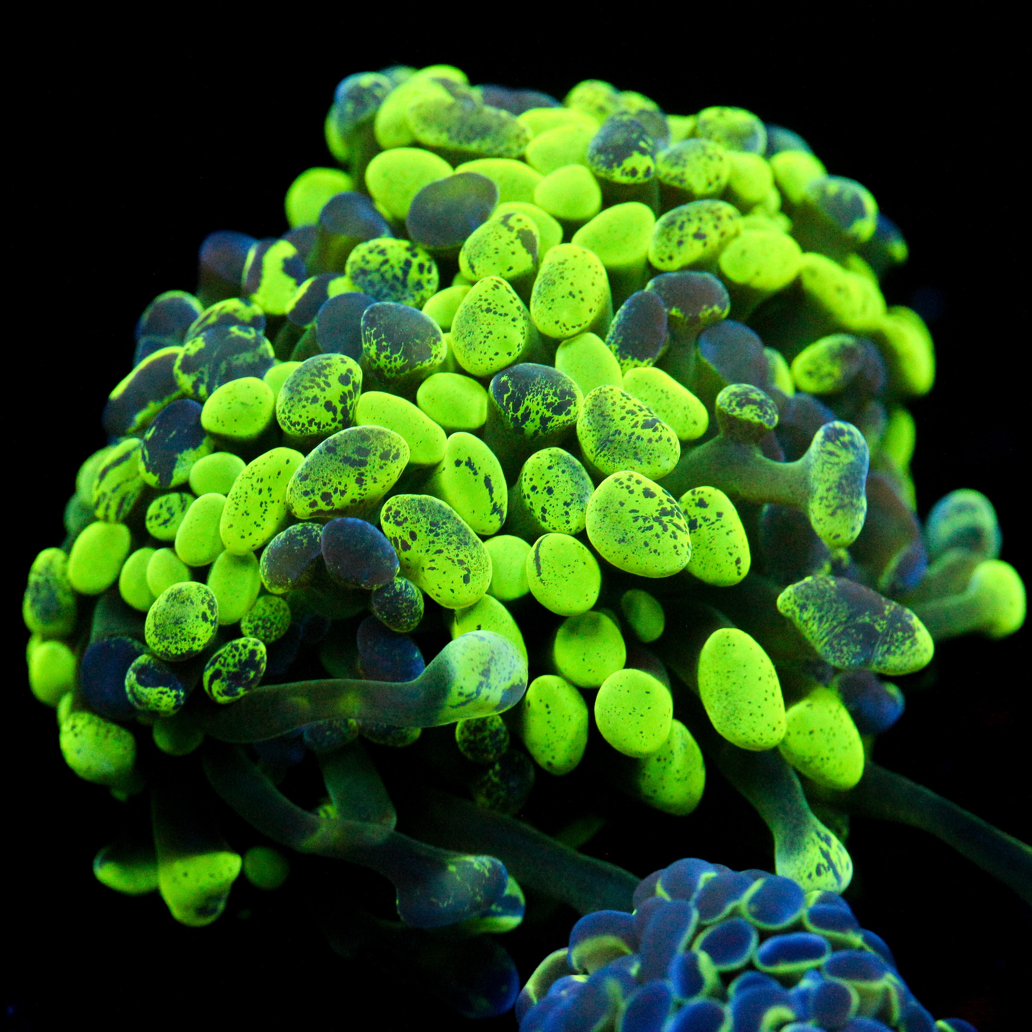 JC Neon Splatter Hammer