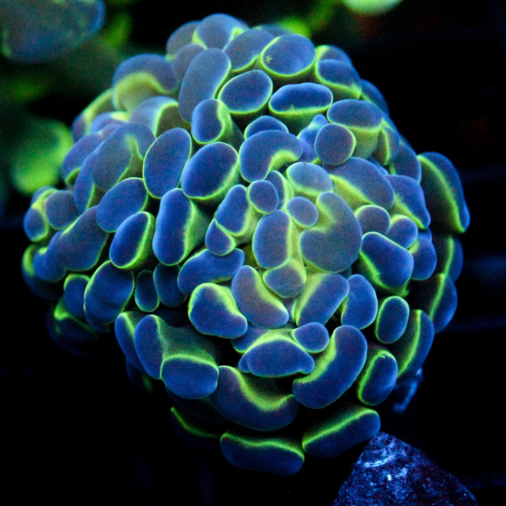 JC Hologram Hammer Double