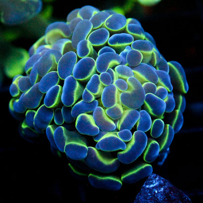 JC Hologram Hammer Double