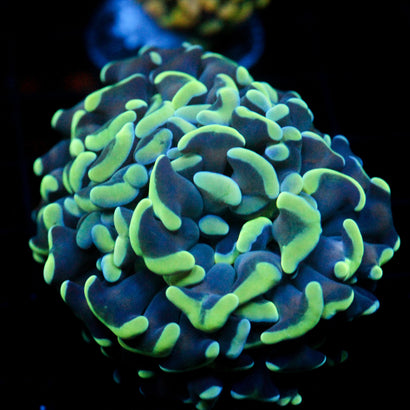 JC Blue Bouquet Hammer
