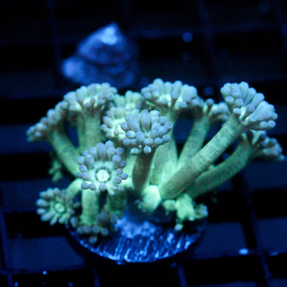 JC Irish Bouquet Goni