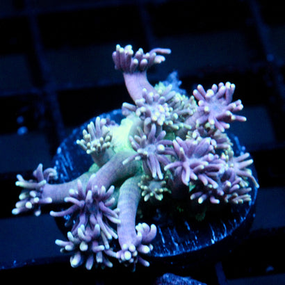 JC Purple Spectral Goni