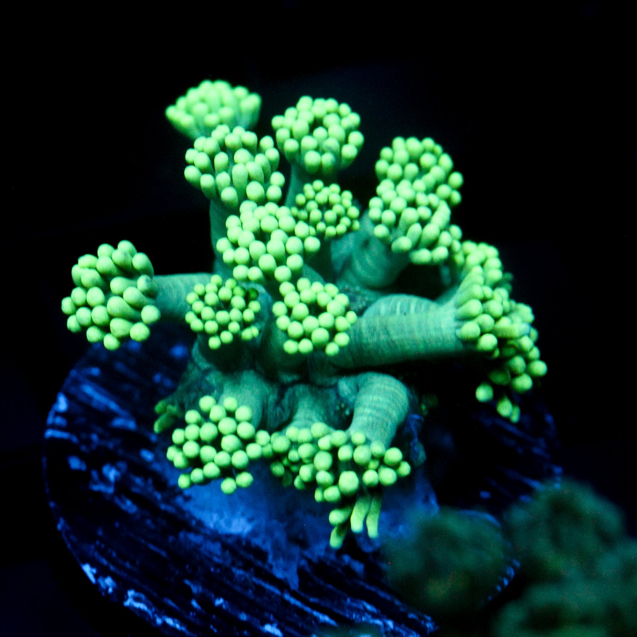 JC Sea Grapes Goni